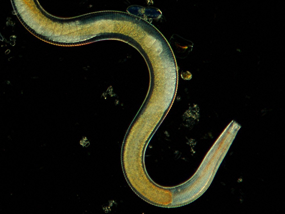 Nematode